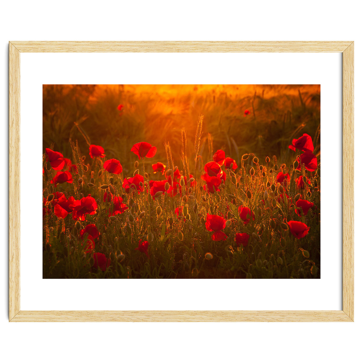 Poppies At Summer (1)