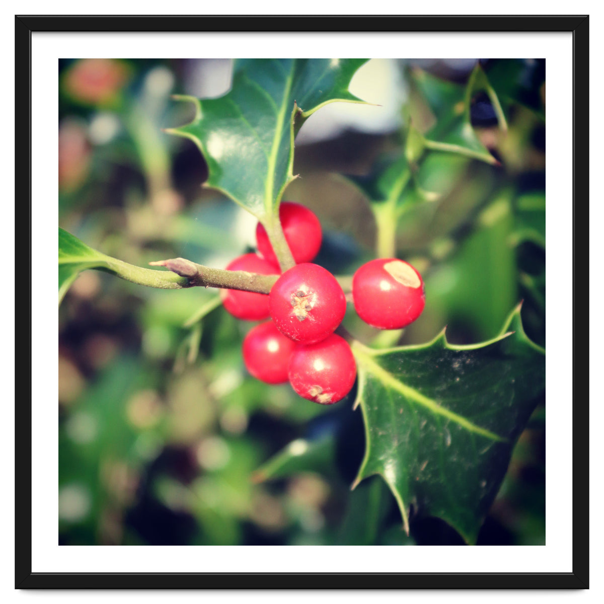 Holly berries