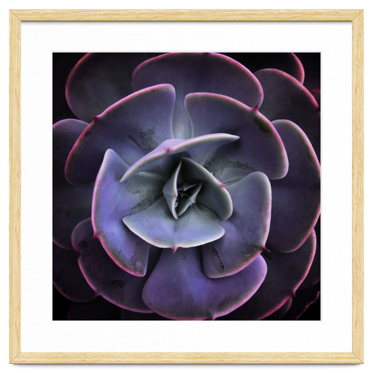 DARKSIDE OF SUCCULENTS VII