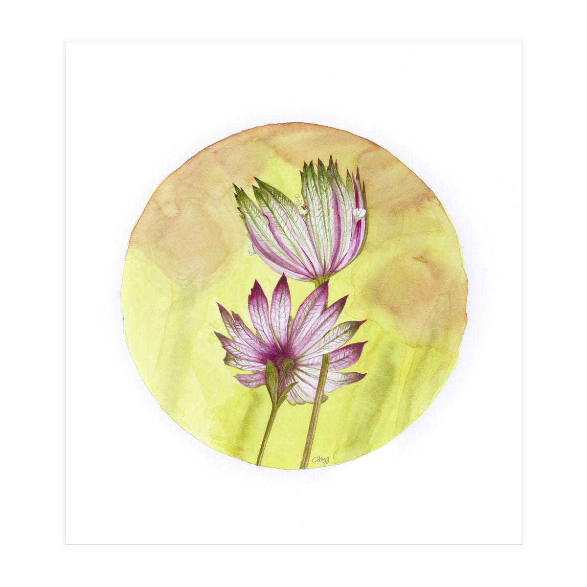 Circular Astrantia  (Print Only)