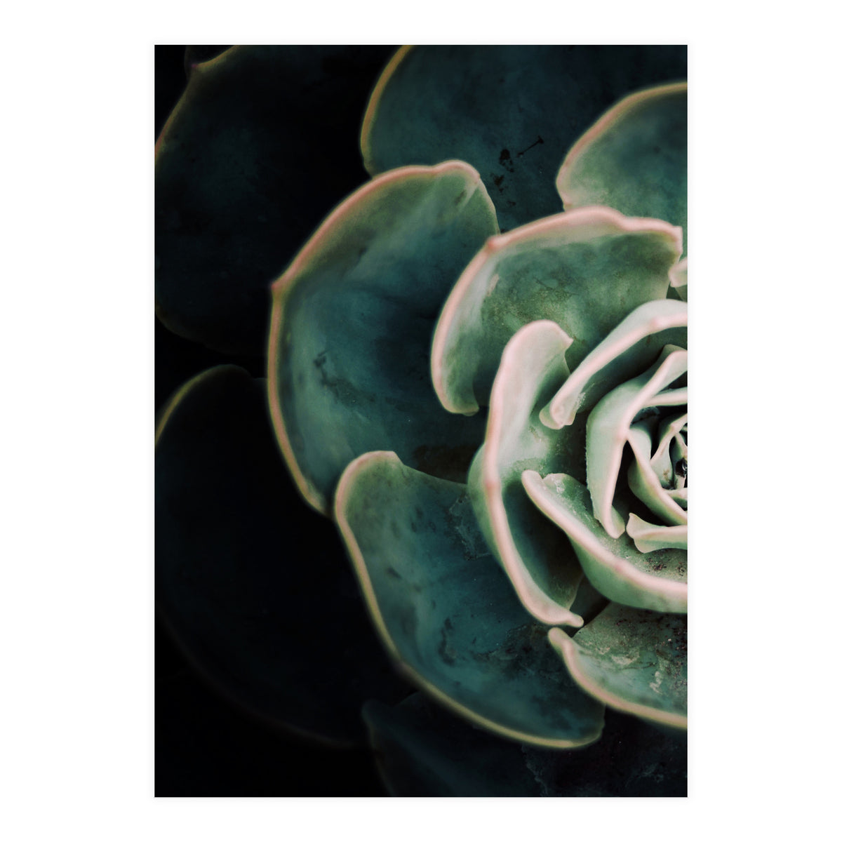Darkside Of Succulents 4-E (Print Only)