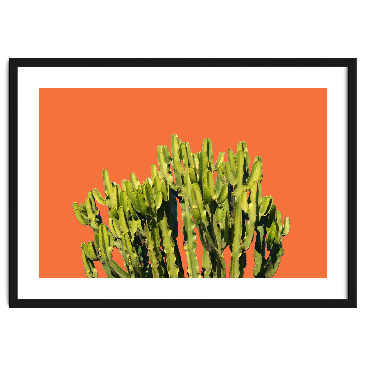 Bold Cactus