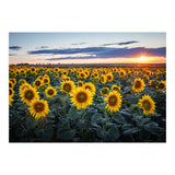 Sunflowersfield (Print Only) thumbnail