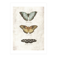 Butterflies II (Print Only)