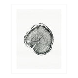 Tree Ring Print, Albion Basin, Utah, Pine Tree Print (Print Only) thumbnail