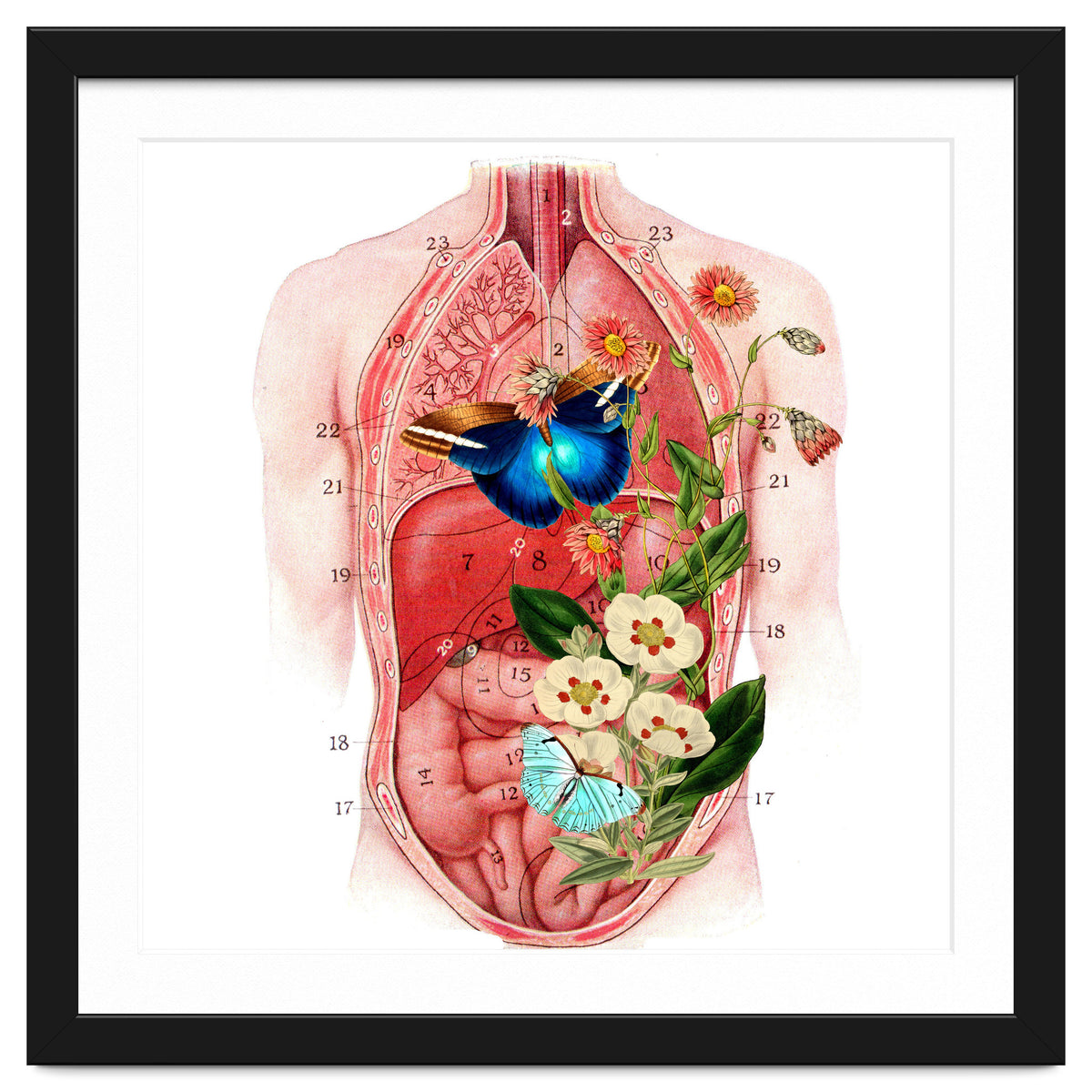 Butterflys In The Belly Makes Flower Grows