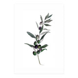 Botanical Illustration Olive (Print Only) thumbnail