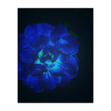 Lucky Blue Rose (Print Only) thumbnail