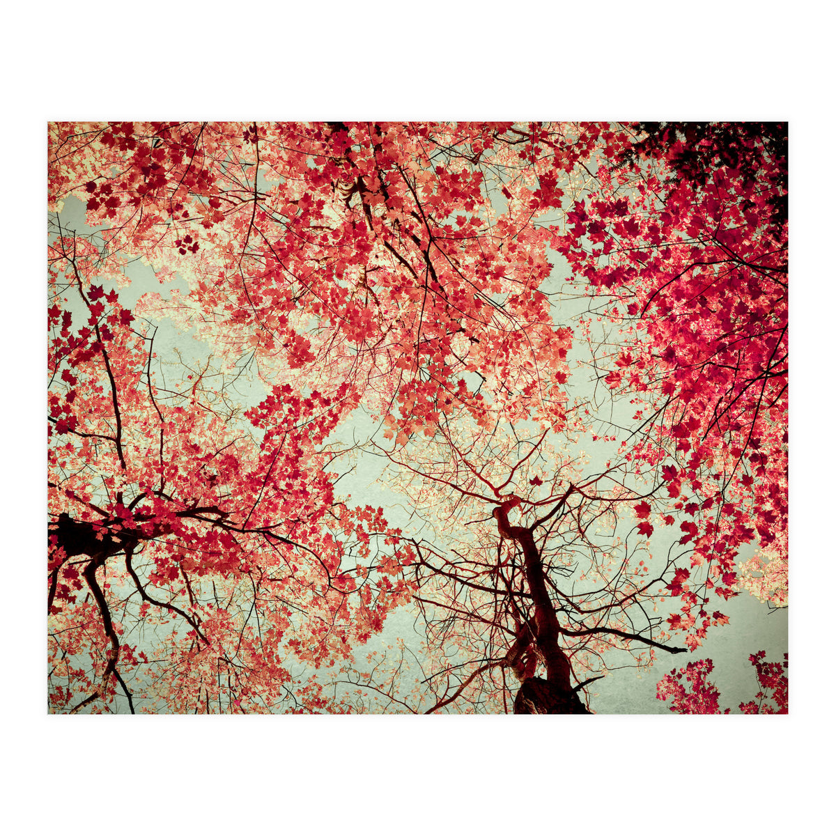 Scarlet (Print Only)