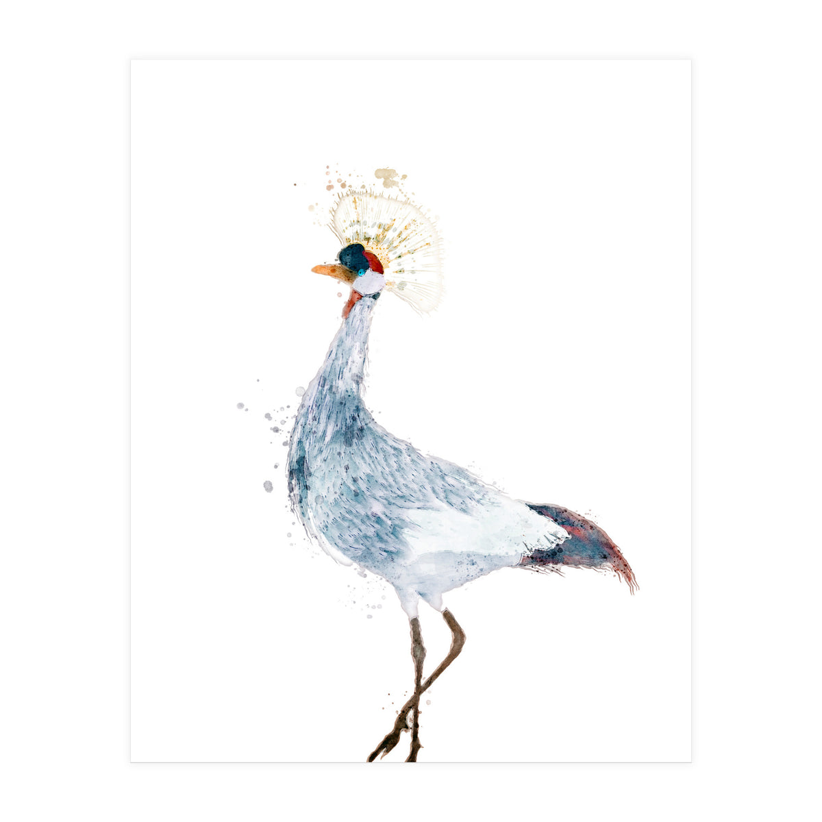 Watercolor Grey Crowned Crane (Print Only)