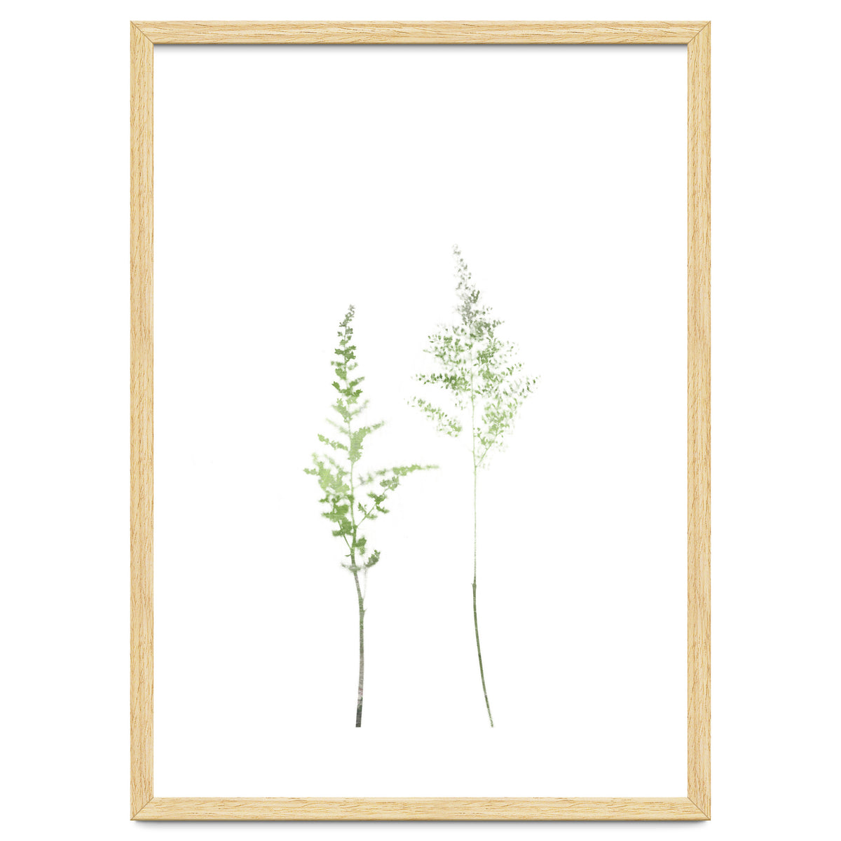 Olive Green Astilbe