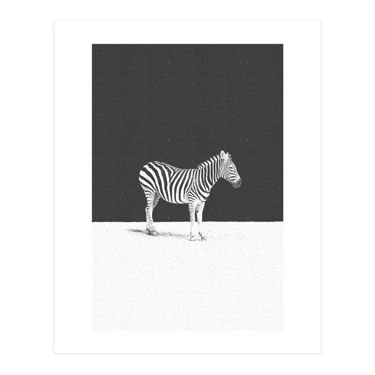 CAMOUFLAGE (Print Only)