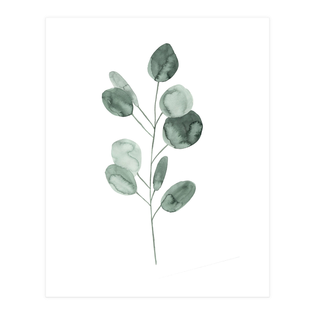 Botanical Illustration Eukalyptus2 (Print Only)