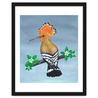 Hoopoe bird