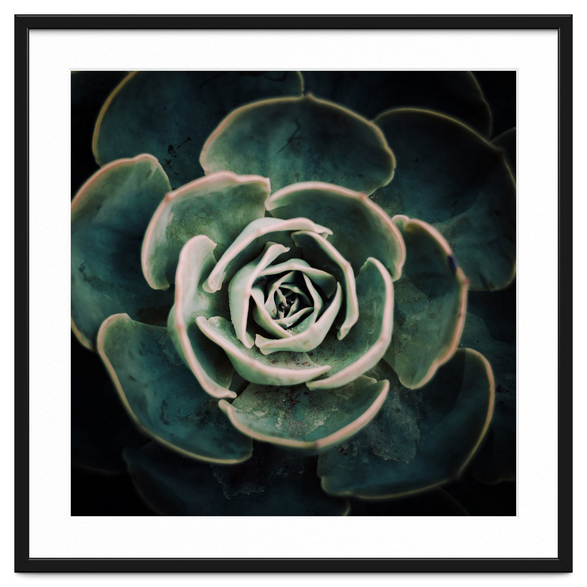 DARKSIDE OF SUCCULENTS IV-A