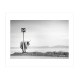 Highland Visitor (Print Only) thumbnail