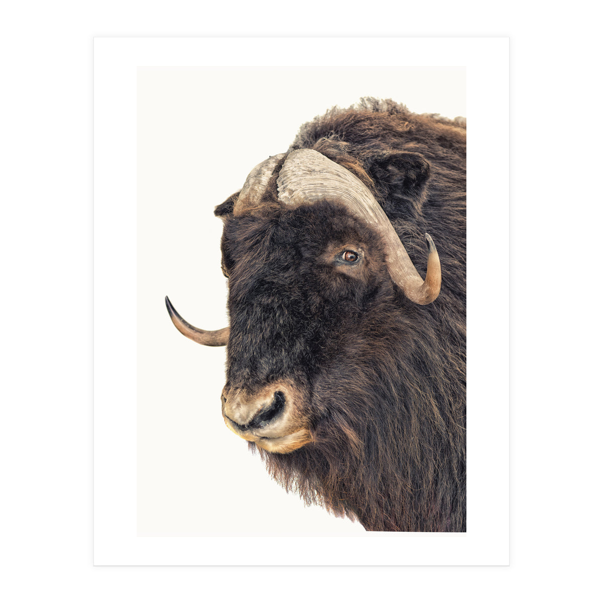 Cc Animal 02 (Print Only)