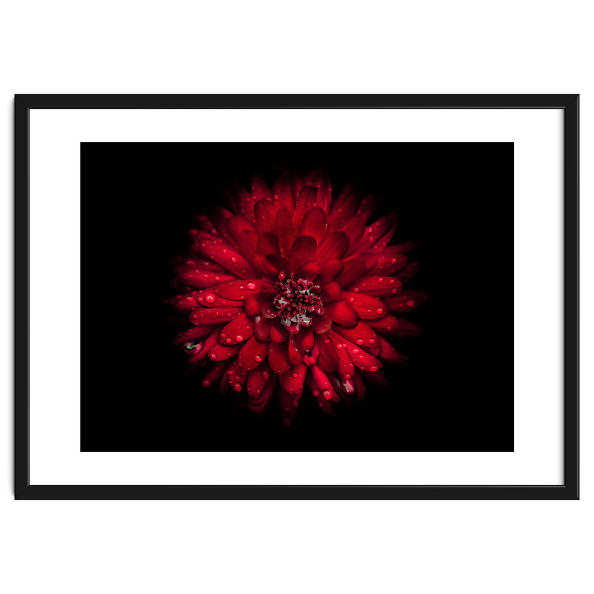 Backyard Flowers 45 Color Version