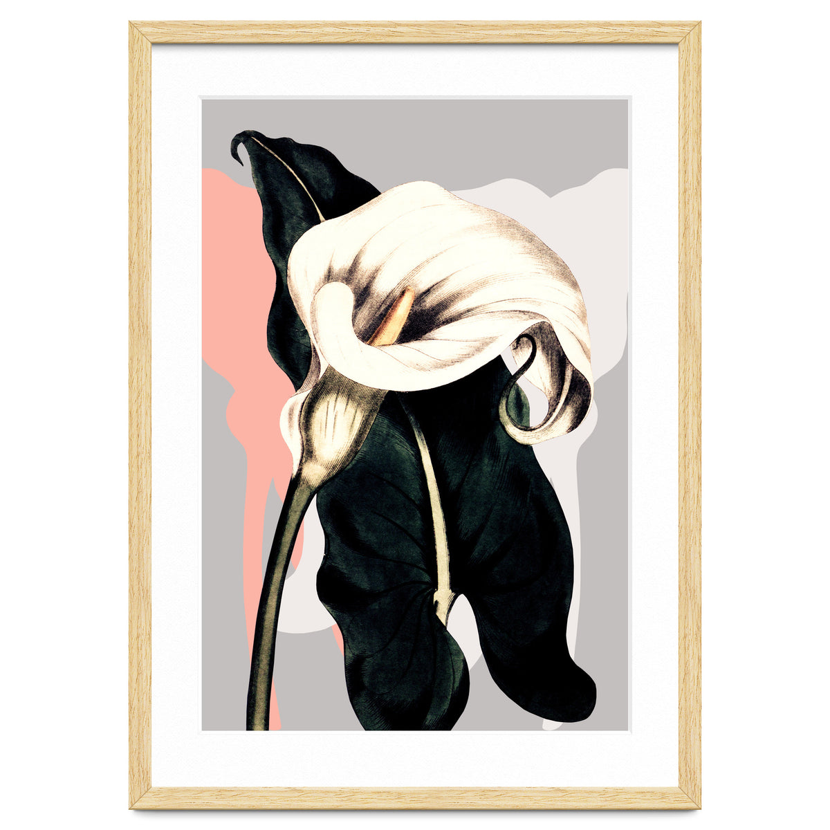 Calla lily flower