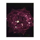 Shining Red Rose (Print Only) thumbnail
