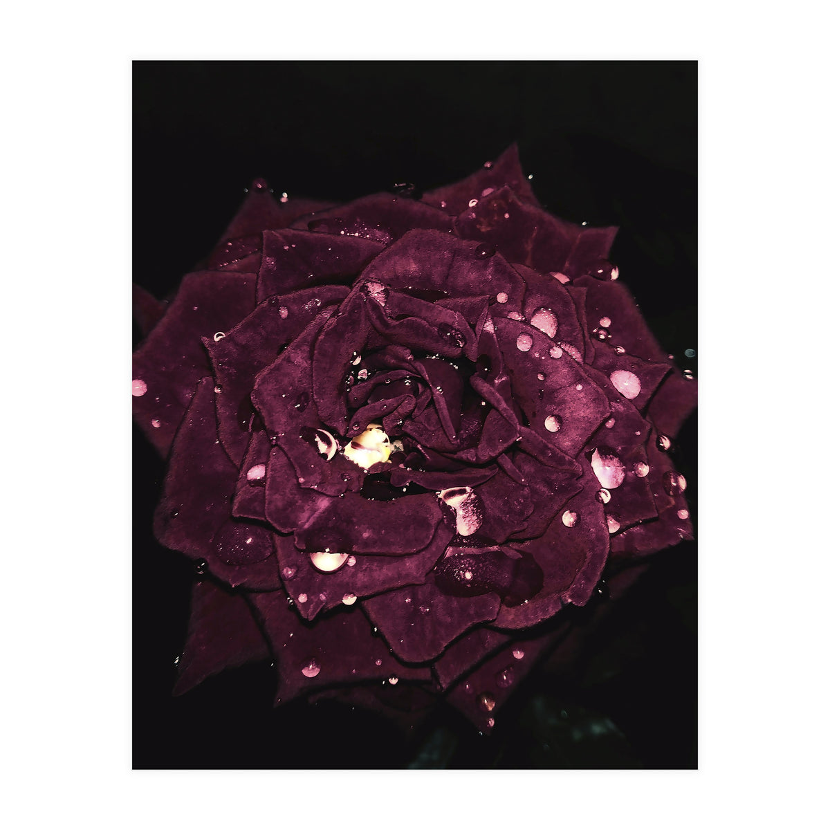 Shining Red Rose (Print Only)