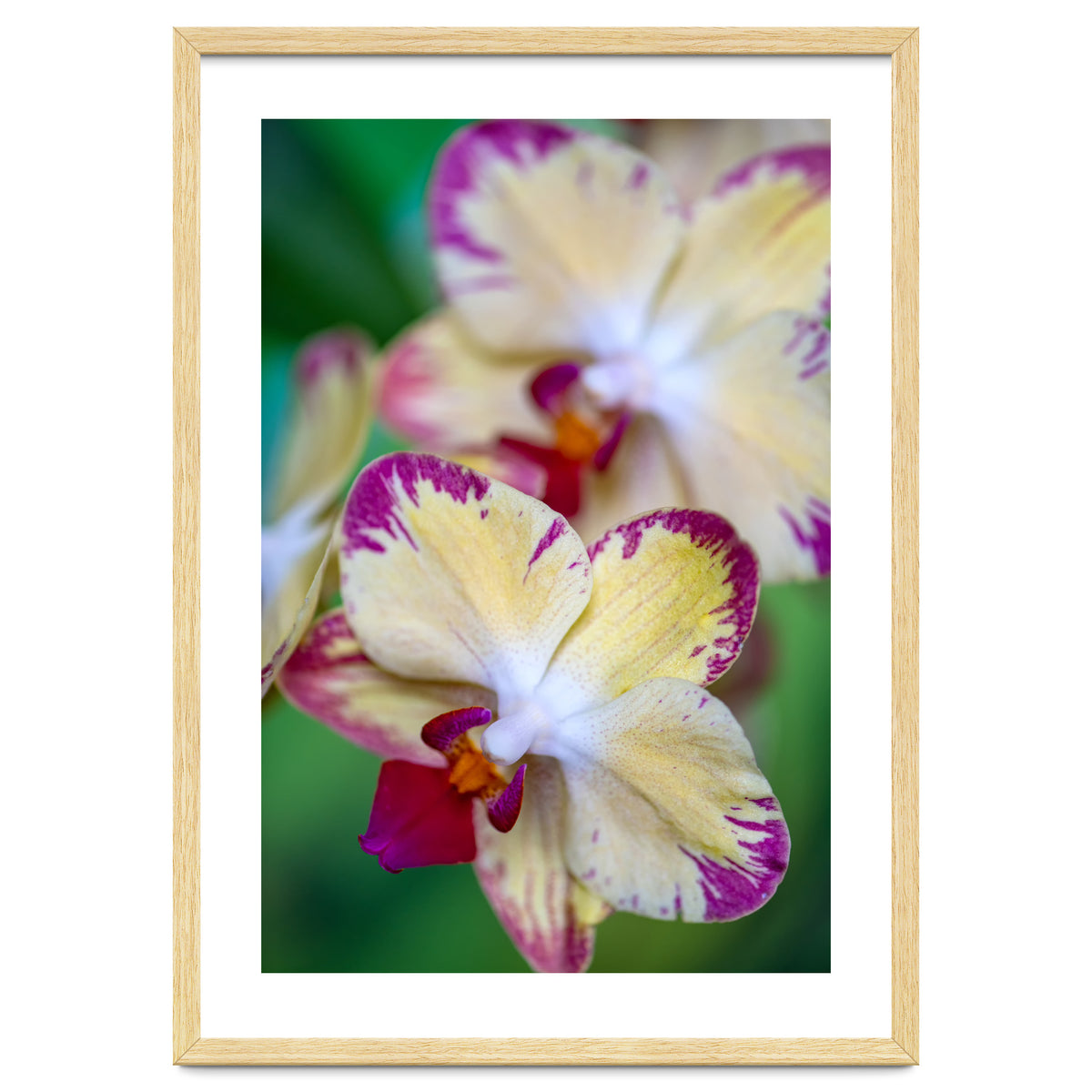 Orchidee Phalleanopsis