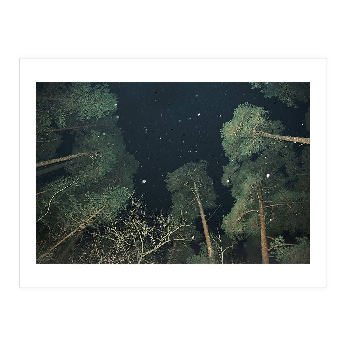 Broccoli (Print Only)