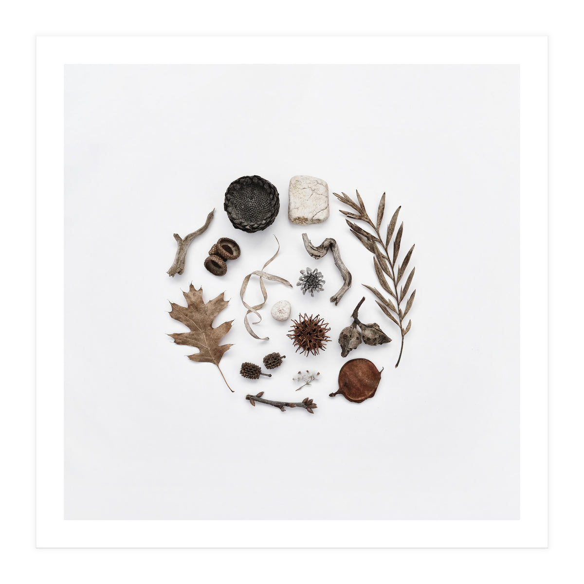 Treasures From Nature No. 2 - Square (Print Only)