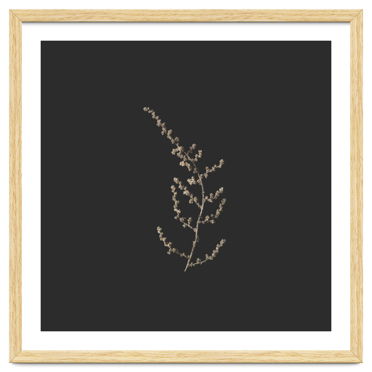 Delicate Golden Fynbos Botanicals on Black - Square