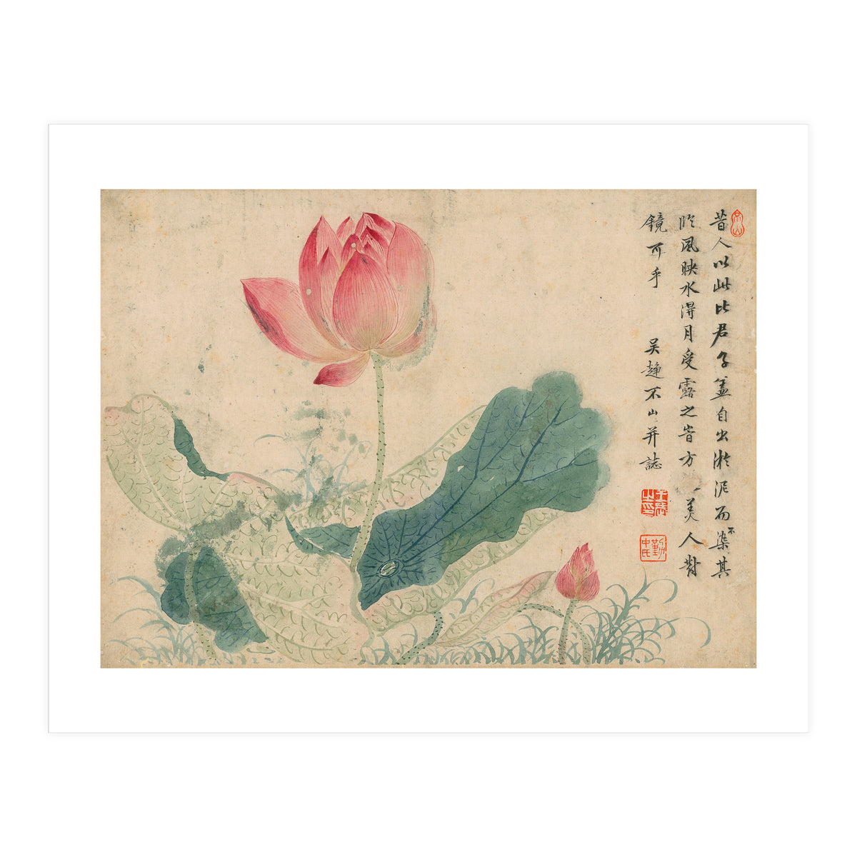 Qing Wangwu Flower album, lotus, lotus leaf, pond, copy of water grass (Print Only)