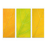 Autumn Leaves (Print Only) thumbnail