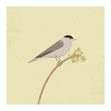 Blackcap  (Print Only) thumbnail