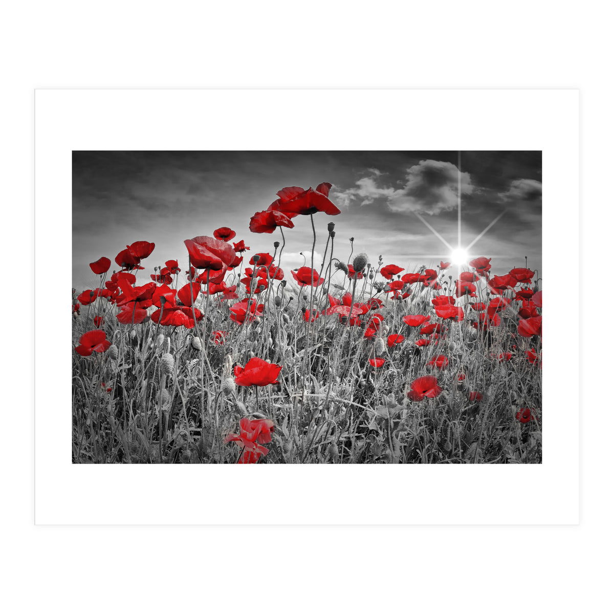 Idyllic Field of Poppies with Sun (Print Only)