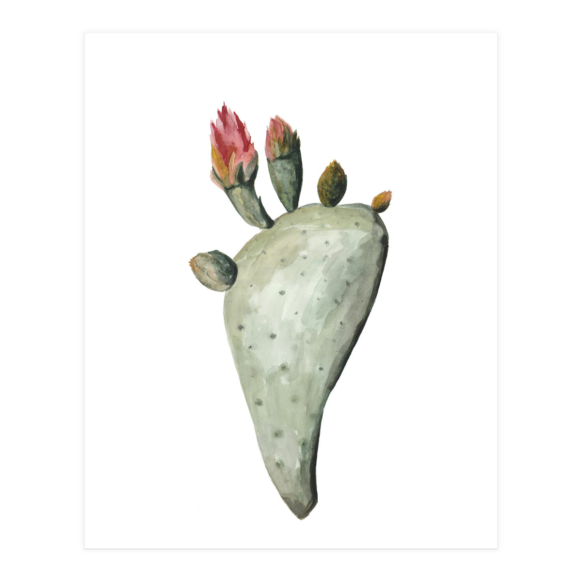 Botanical Illustration Cactus Flowers (Print Only)