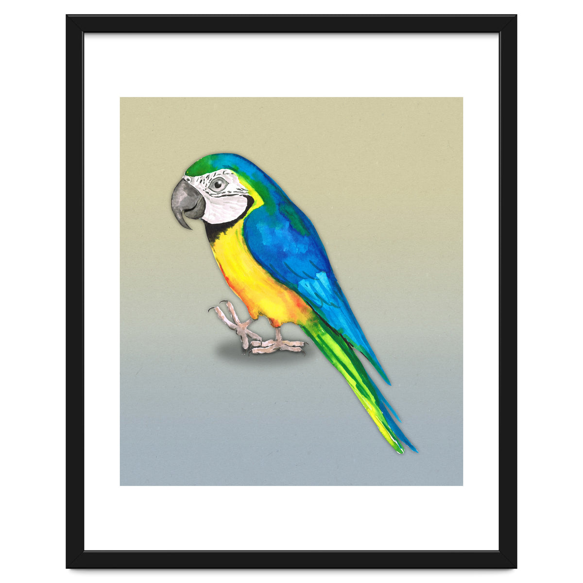 Blue and yellow macaw