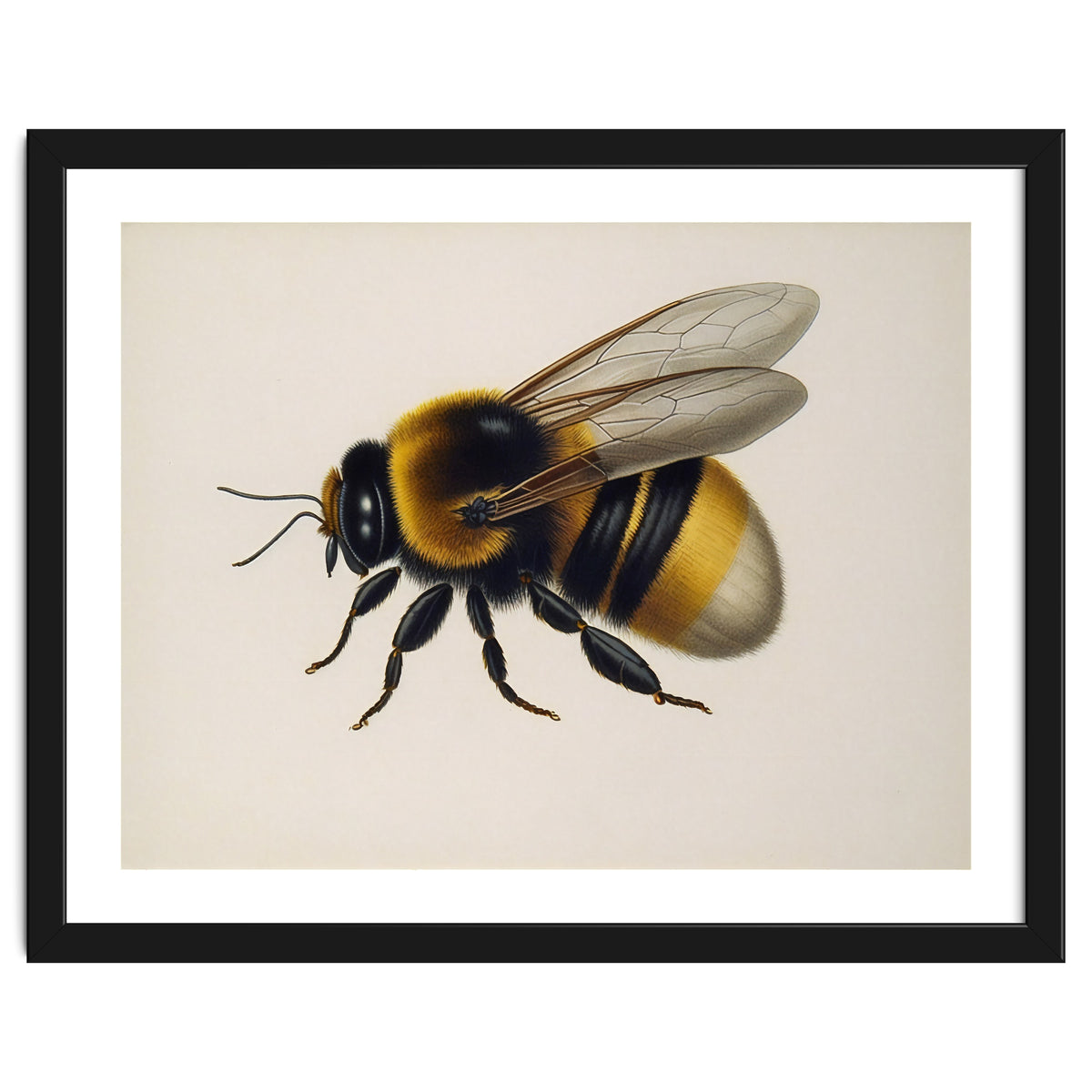 Bumblebee Vintage Illustration
