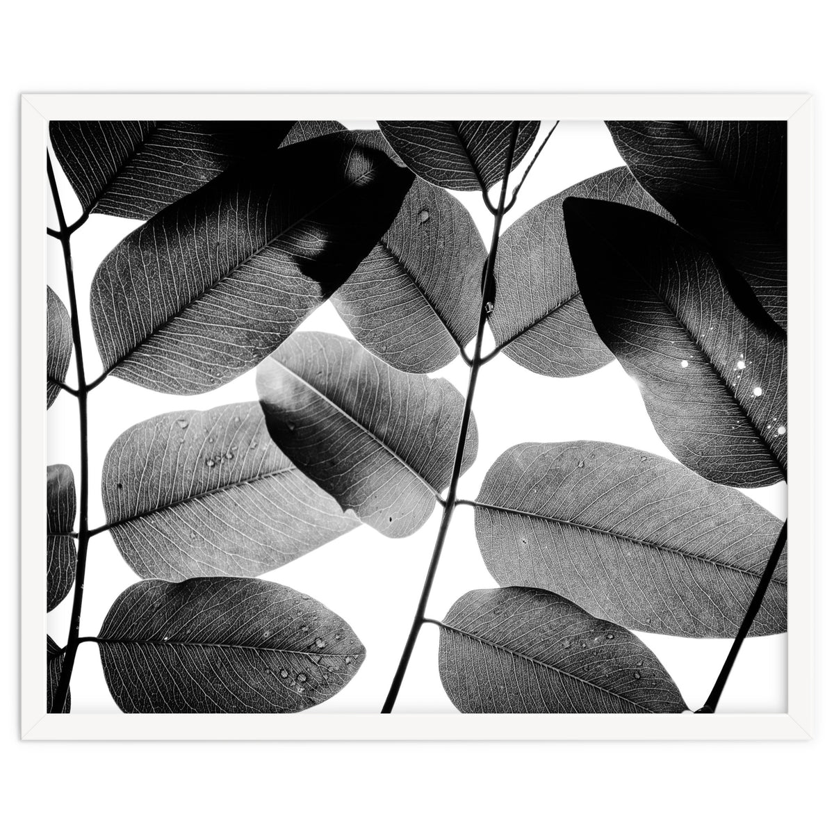 Experiments with Leaves II