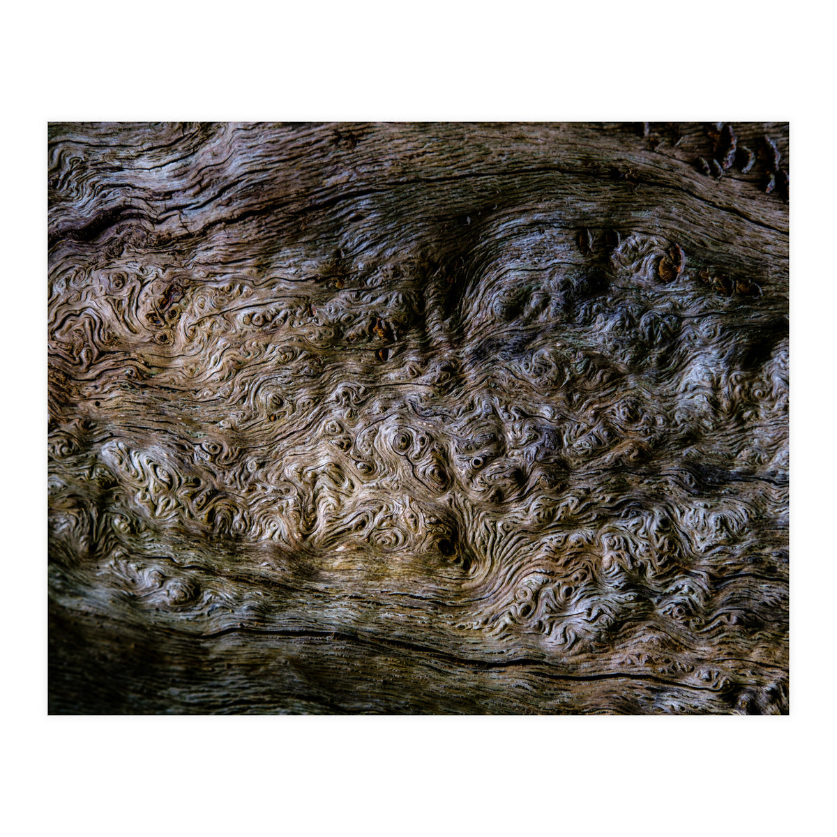 Burlwood pattern in tree  (Print Only)