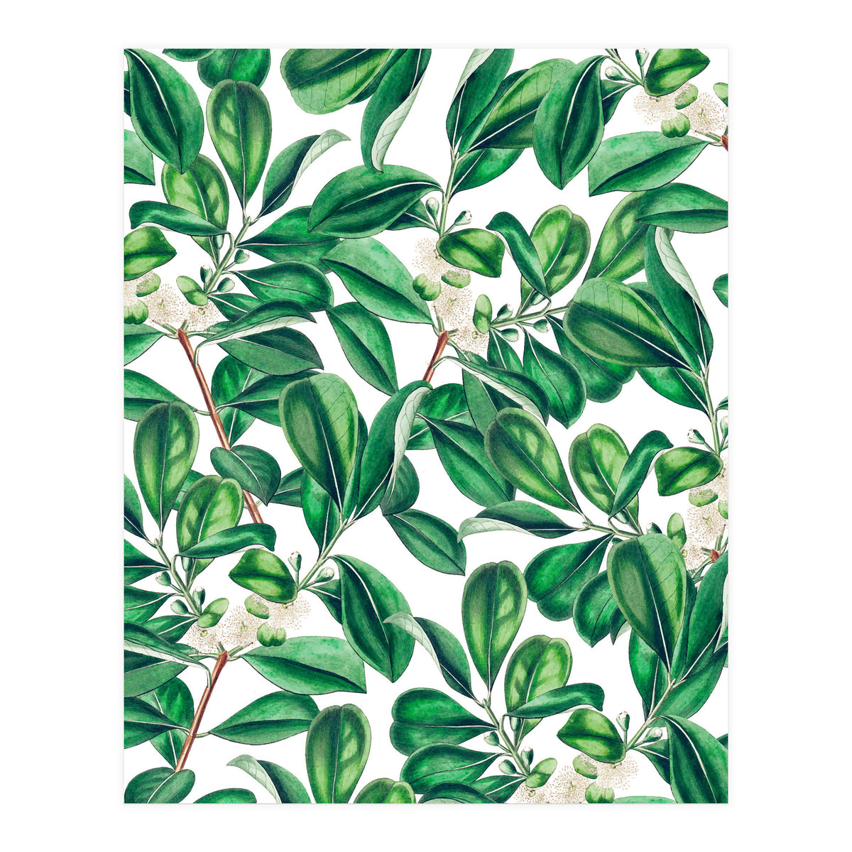 Botanica (Print Only)