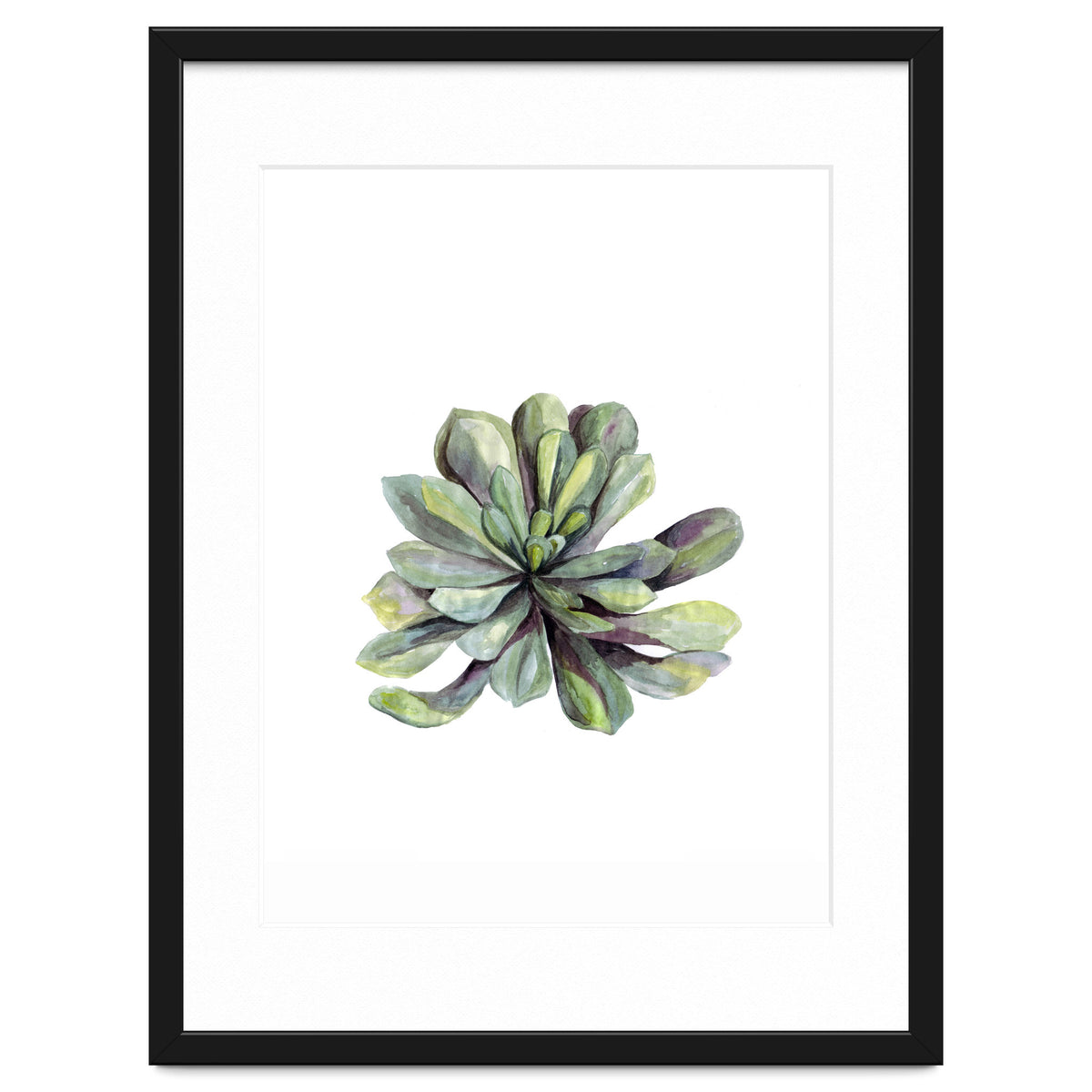 Botanical Illustration Succulent