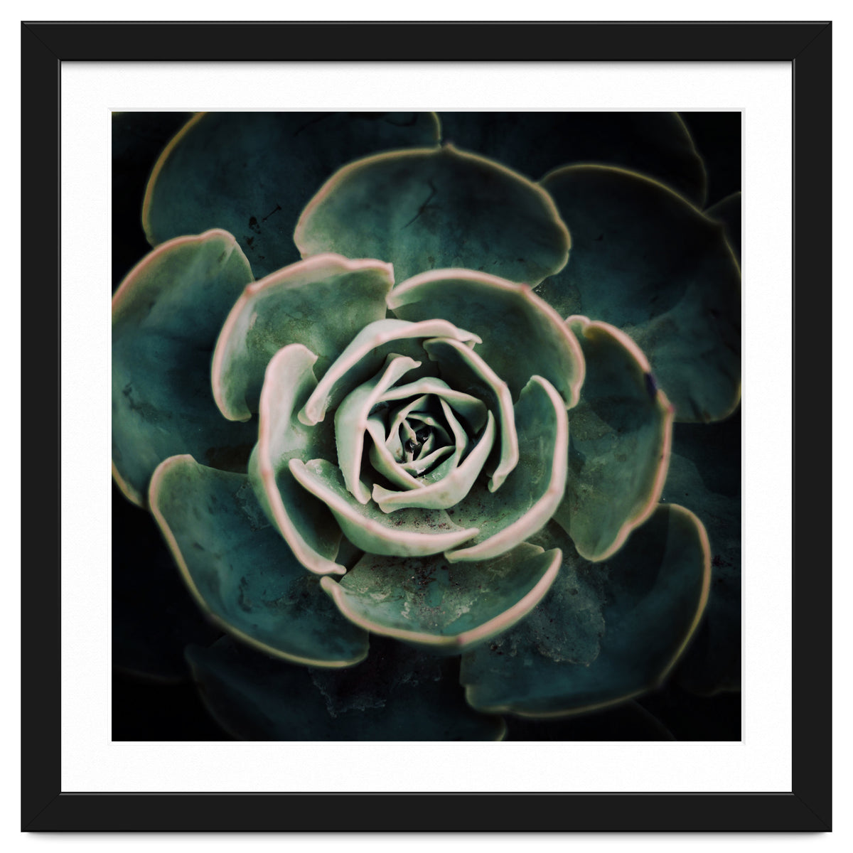 DARKSIDE OF SUCCULENTS IV-A