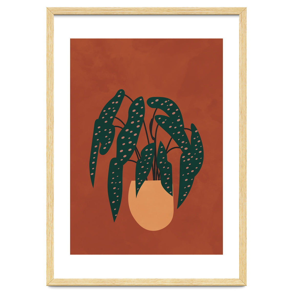 Boho Terracotta Begonia