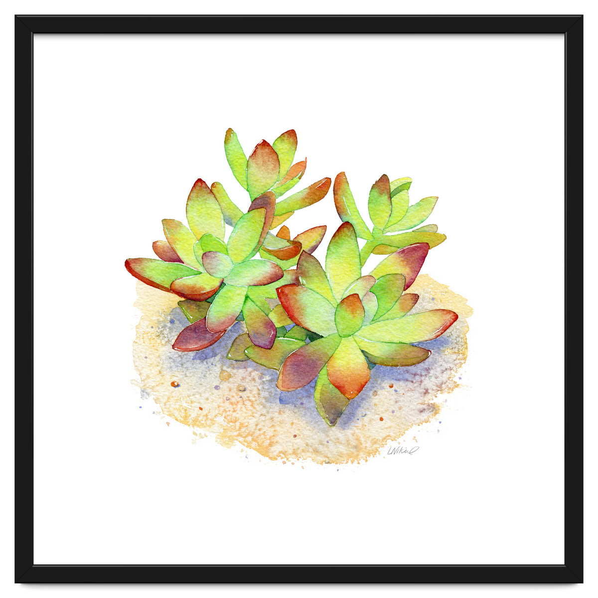 California Sunset Succulent