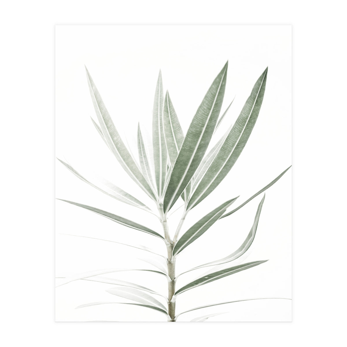 Foliage (Print Only)