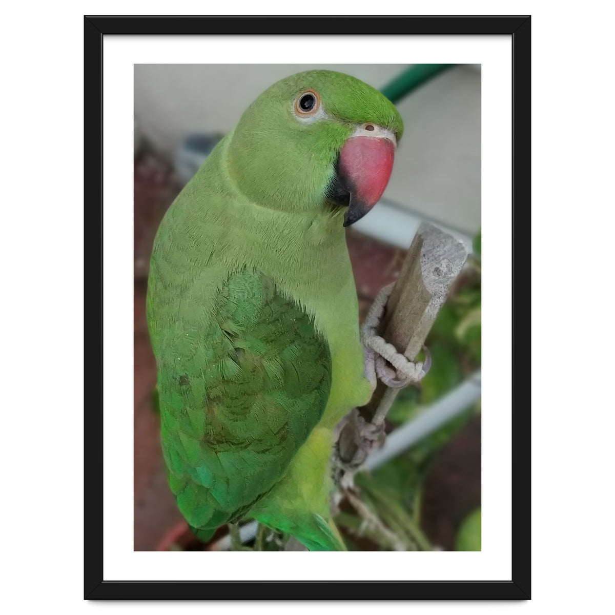 Lucky Indian Parakeet