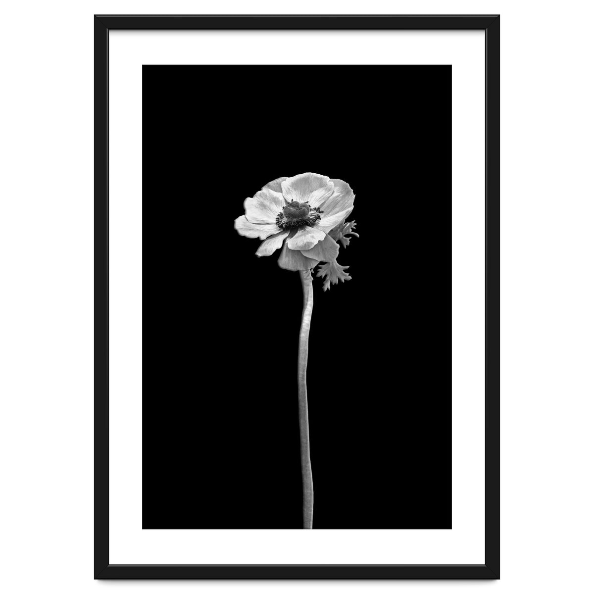 Anemone coronaria | dark design