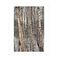 Birches (Print Only)
