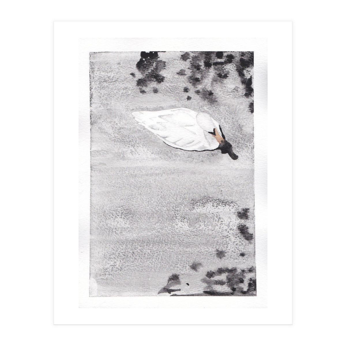 Swan (Print Only)