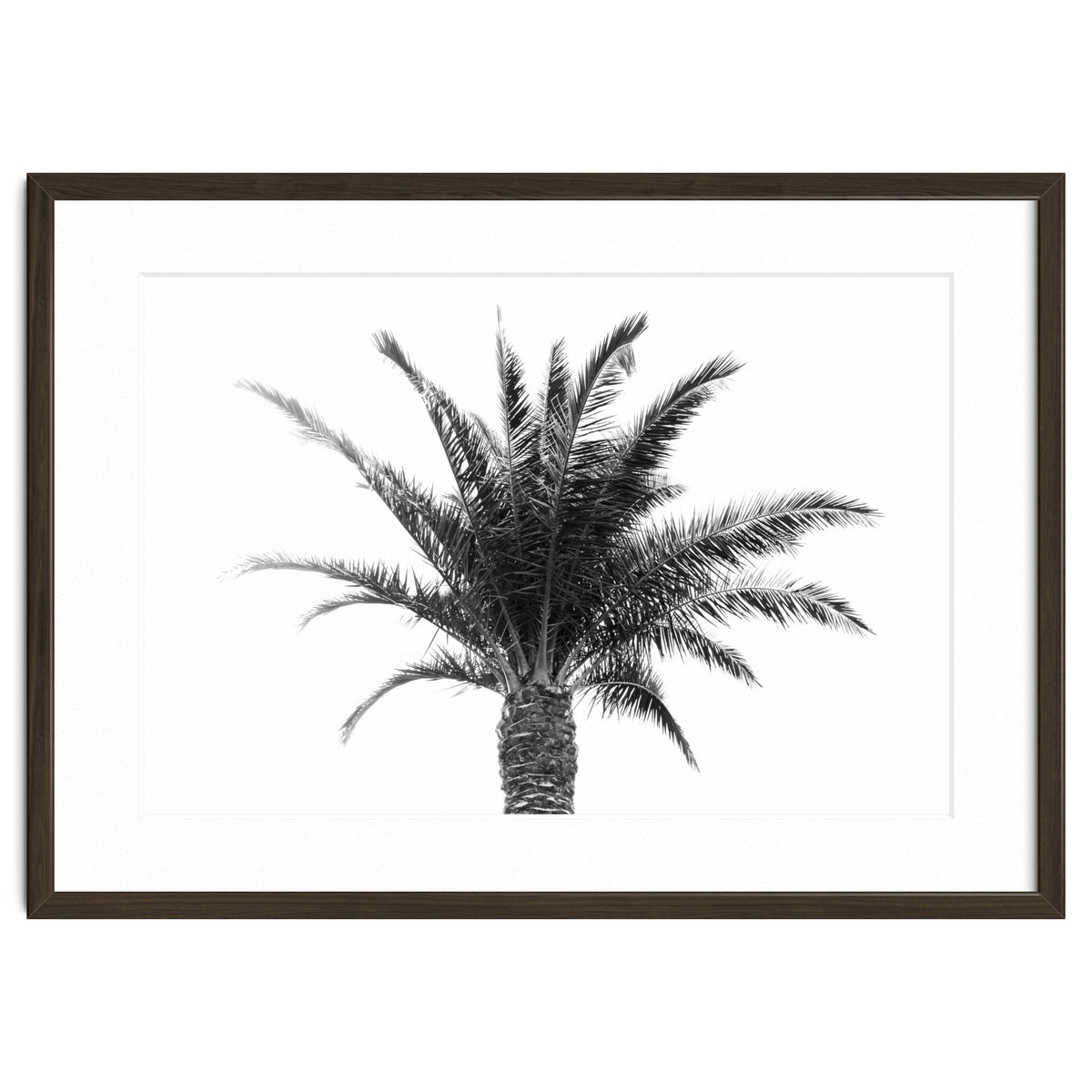 Palm Tree