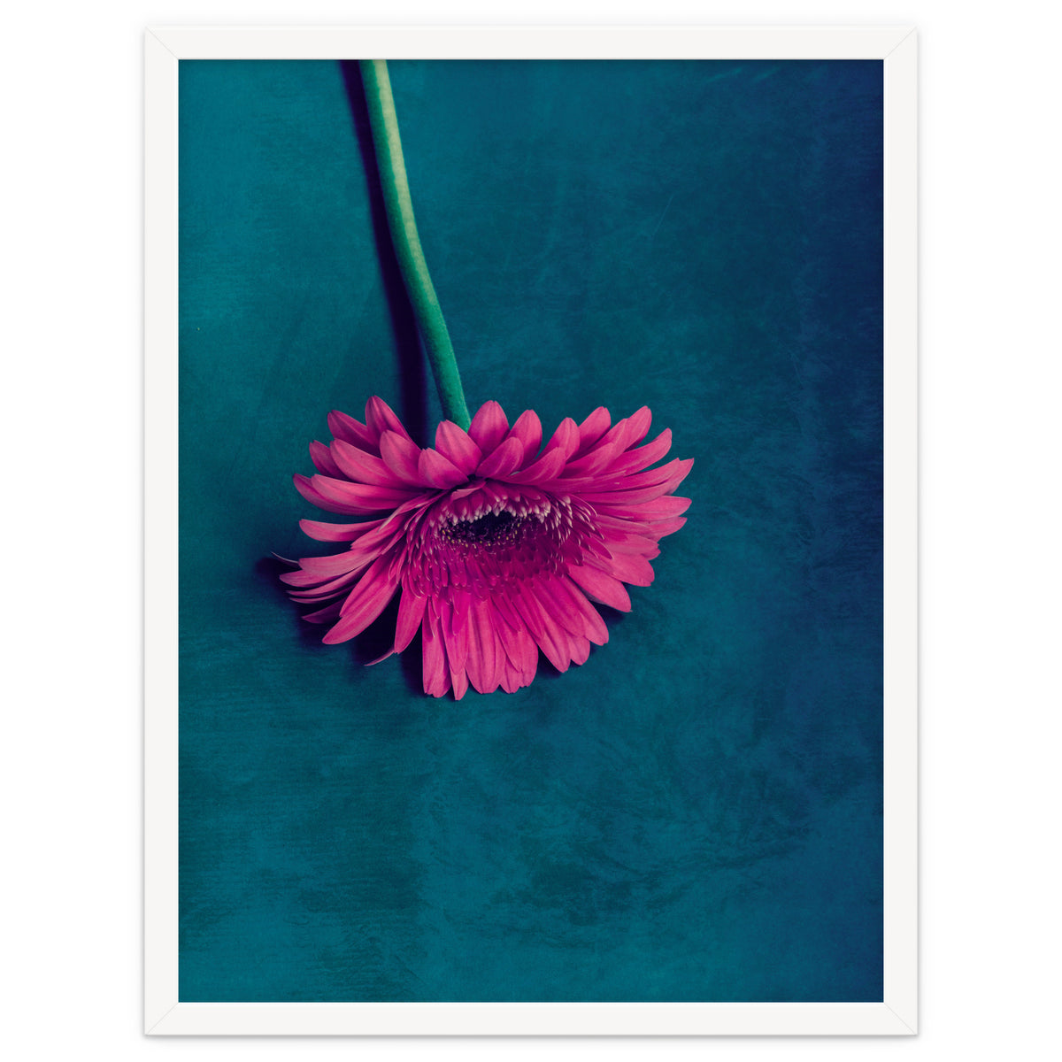 Gerbera for love